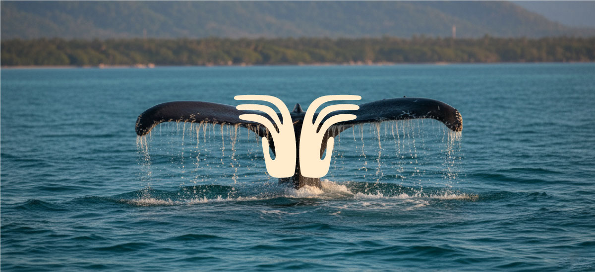 Jorobada branding project